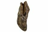 Triceratops Tooth With Partial Root - Montana #109074-2